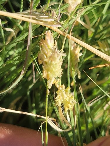 iNaturalist observation photo of buffalograss
