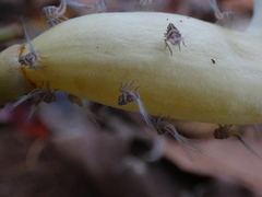 Bignonia potosina