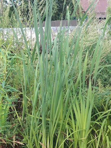 broadleaf cattail