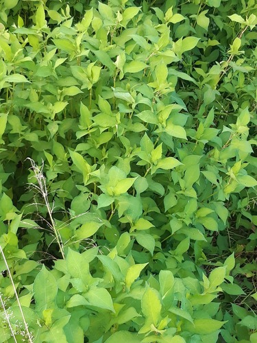 Thunberg’s smartweed