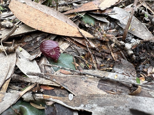 Corybas undulatus, 2026-08-16