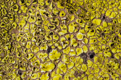 Acarospora schleicheri