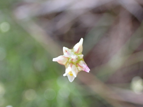 Laxmannia gracilis observed 2026-08-16