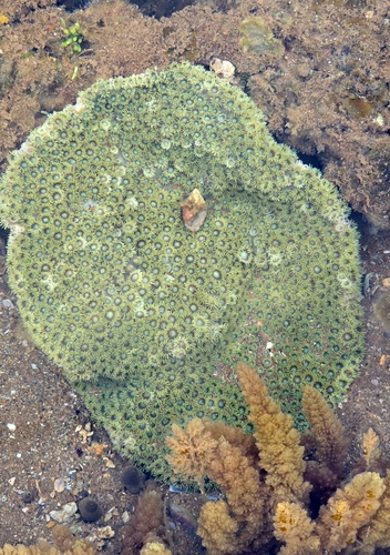 Pagoda Coral