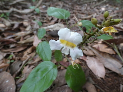 Bignonia potosina