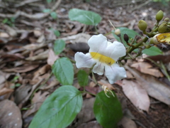 Bignonia potosina
