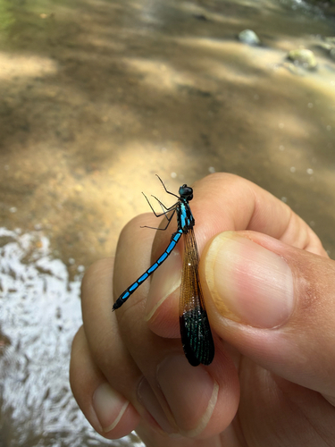 Rhinocypha humeralis