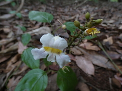 Bignonia potosina