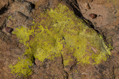 Acarospora schleicheri