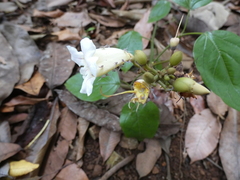 Bignonia potosina