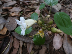 Bignonia potosina
