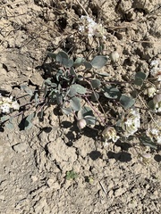 Abronia glabrifolia