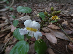 Bignonia potosina