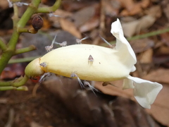 Bignonia potosina