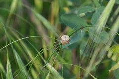 Xerolenta obvia