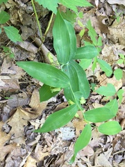Polygonatum biflorum biflorum