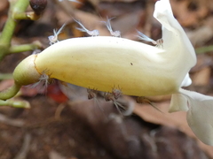 Bignonia potosina