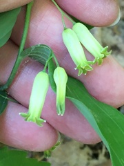 Polygonatum biflorum biflorum