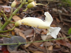 Bignonia potosina