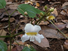 Bignonia potosina