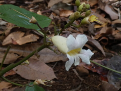 Bignonia potosina