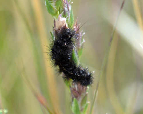 Isabella Tiger Moth