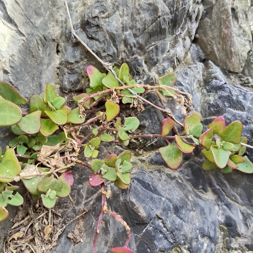 Chenopodium robertianum
