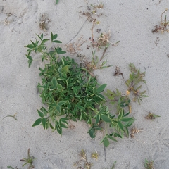Anthyllis vulneraria
