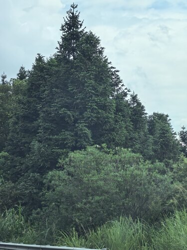 China-fir