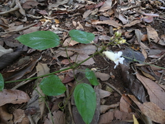 Bignonia potosina