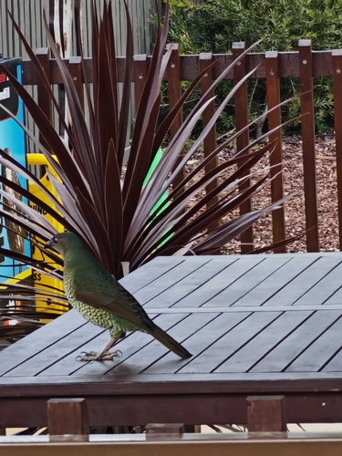 Satin Bowerbird