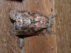 Euglyphis gibea