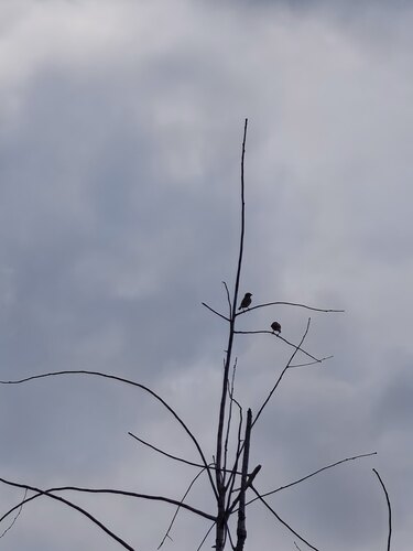 Eurasian Tree Sparrow