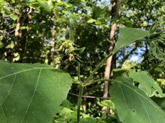 Smallanthus uvedalia