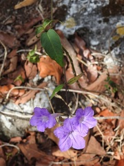 Ruellia breedlovei