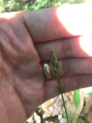 Elytraria caroliniensis