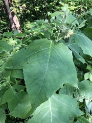 Smallanthus uvedalia