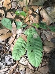 Elytraria caroliniensis