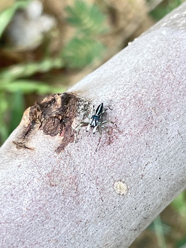 Sea-green Northern Jumper