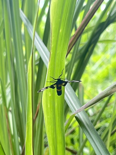 Amata sperbius