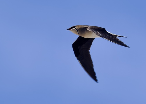 iNaturalist image