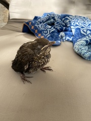 Turdus merula