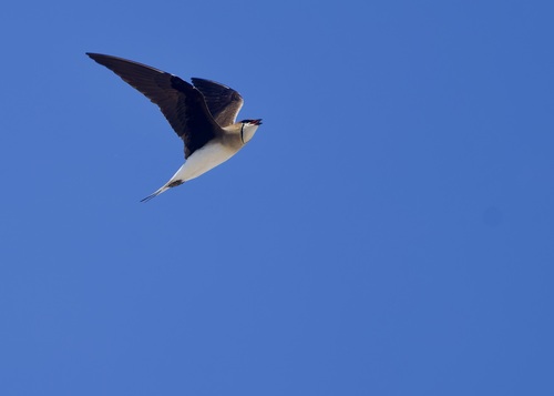 iNaturalist image