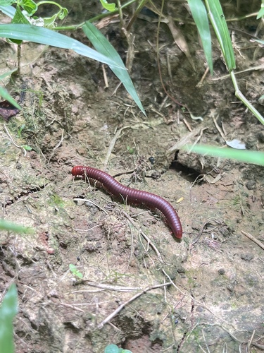 Rusty Millipede