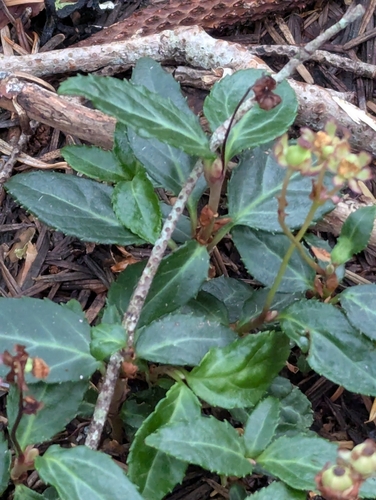 Chimaphila menziesii, photograph 4