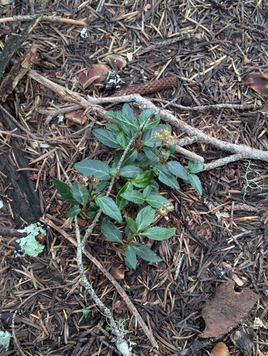 Chimaphila menziesii, photograph 5