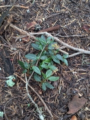 Chimaphila menziesii, photograph (c) David Anderson, some rights reserved (CC BY)