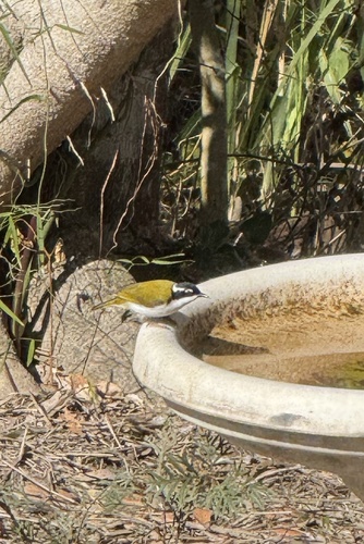 White-throated Honeyeater