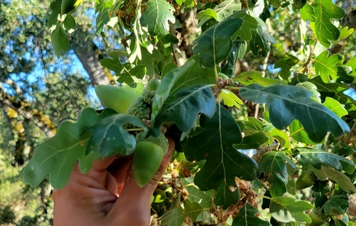 iNaturalist observation photo of Oregon × valley oak