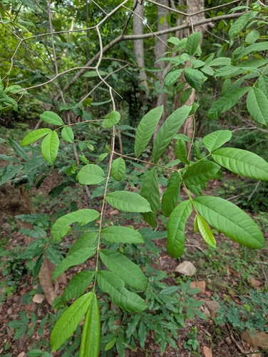 Wrightia tinctoria, photograph 2